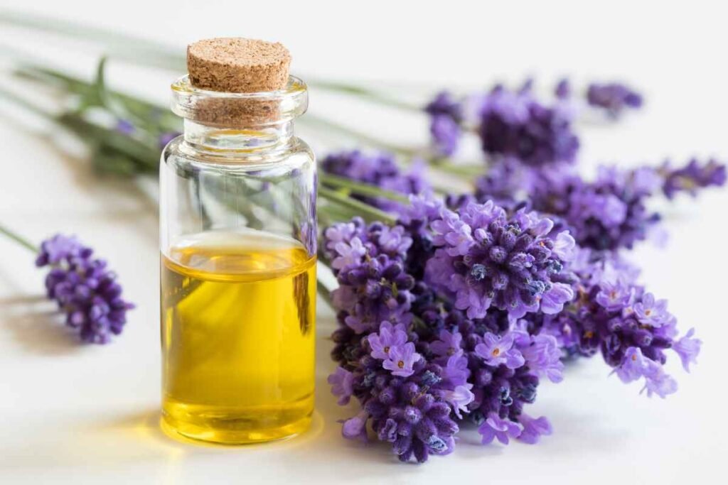 Infusi lavender