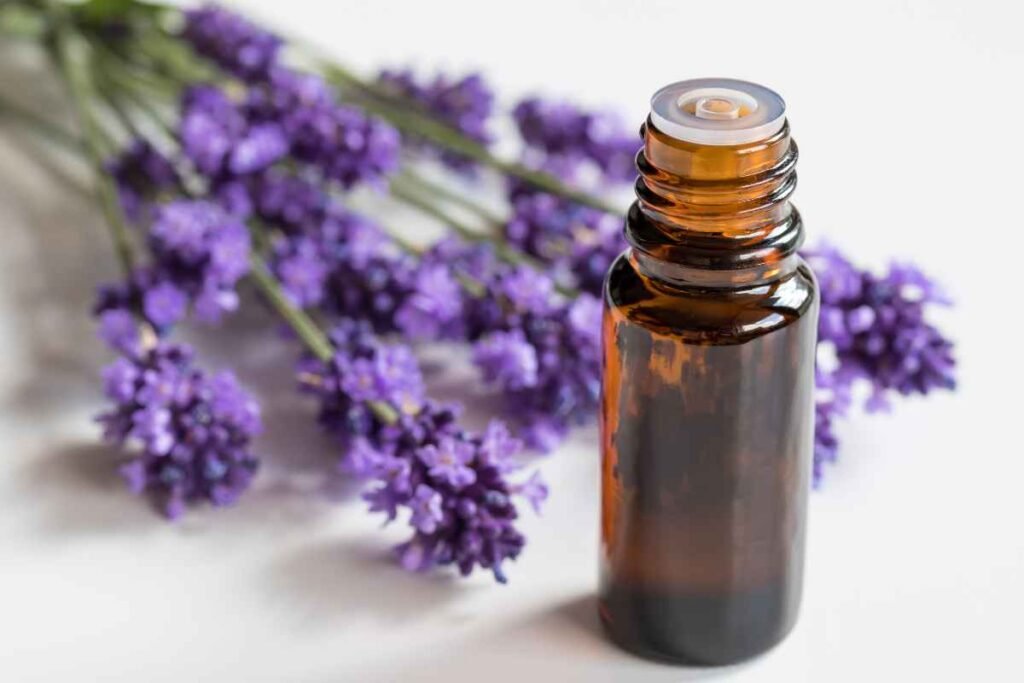 Penggunaan Lavender dalam Makanan dan Minuman