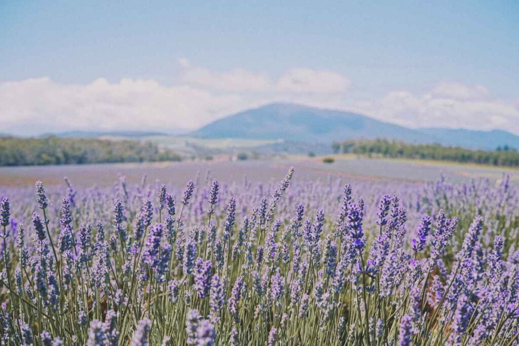 Budidaya dan Sumber Lavender