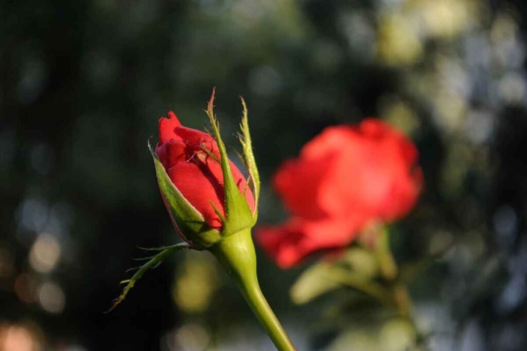Kegunaan kuncup mawar merah