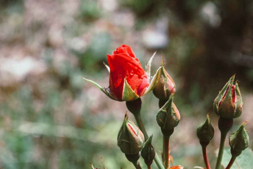 Kuncup mawar merah asli