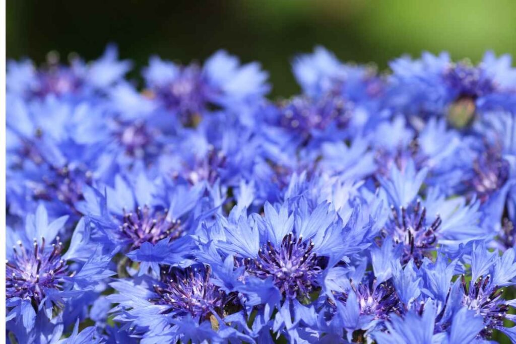Organic corn flower tea