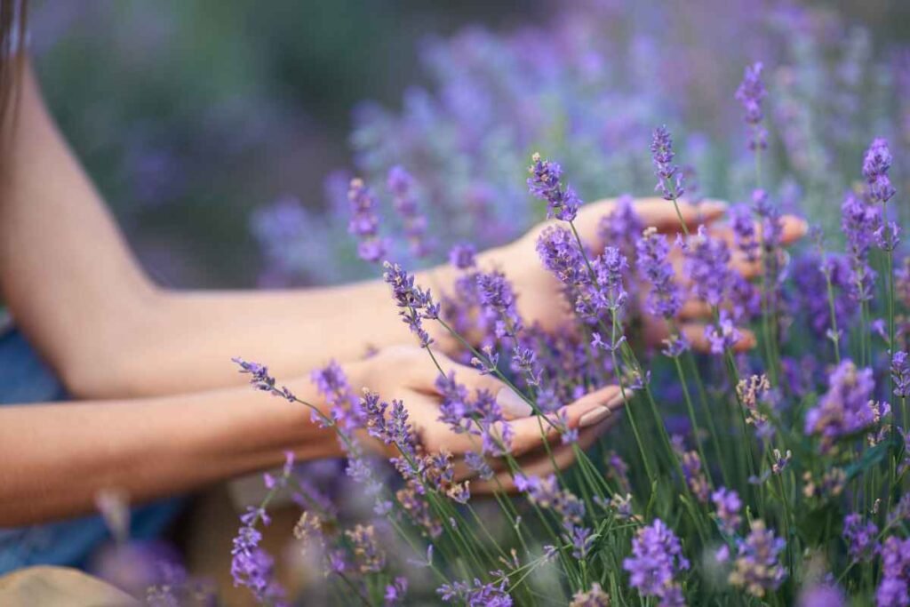 dampak positif mengkonsumsi lavender